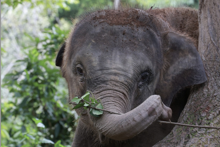 How Elephant Canteens Can Help Reduce Human-Wildlife Conflict