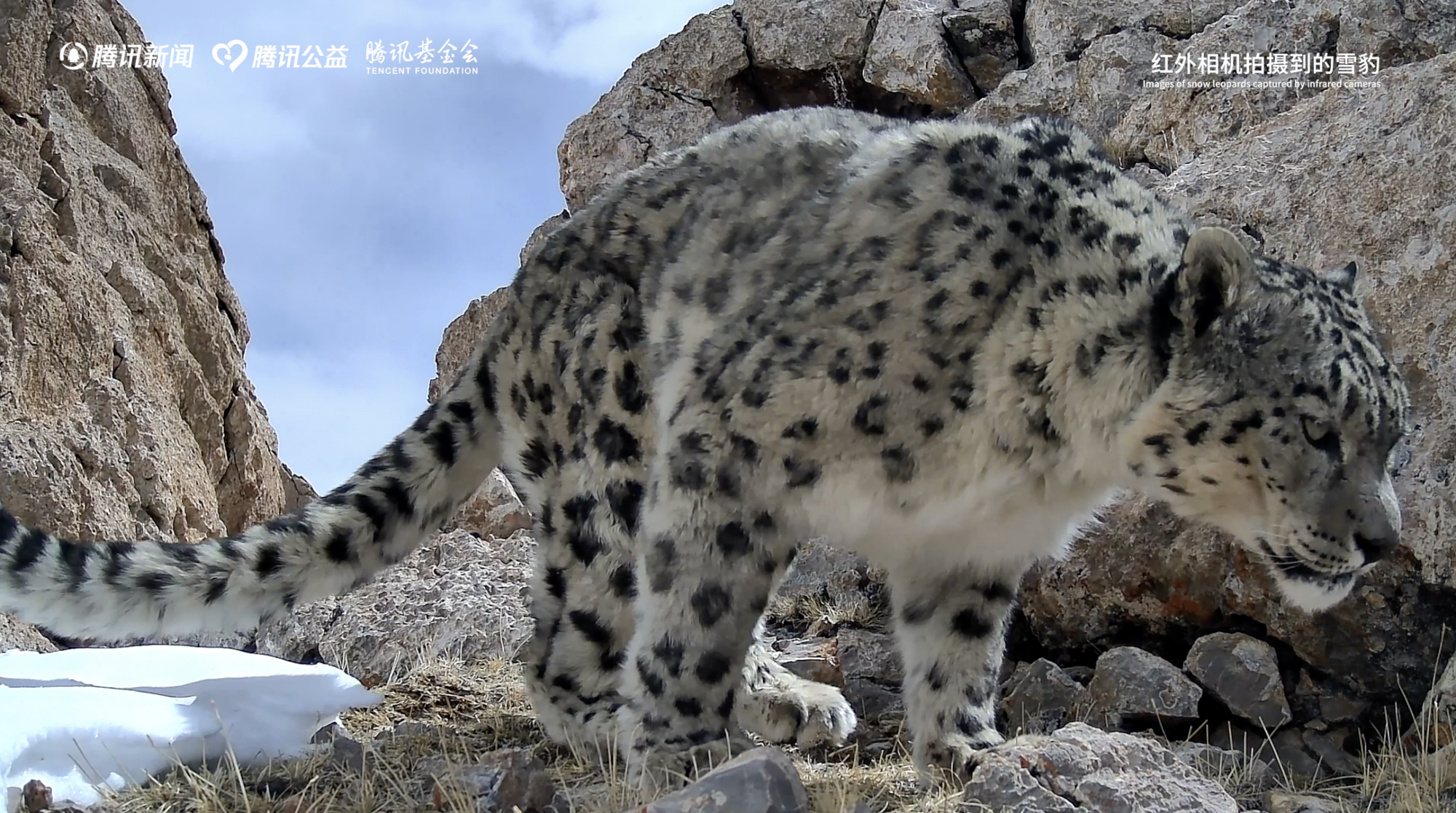 Snow Leopard Conservation Gets Boost from New Tech, Blog